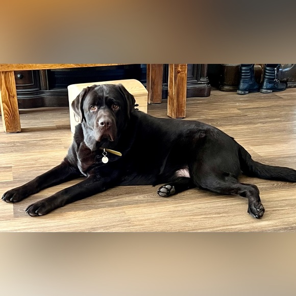 Meet Retired Service Dog Bear - Picture 4 of 4